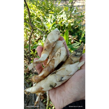 BIBIT ANGKRIK / UMBI GARUT ( SIAP TANAM )