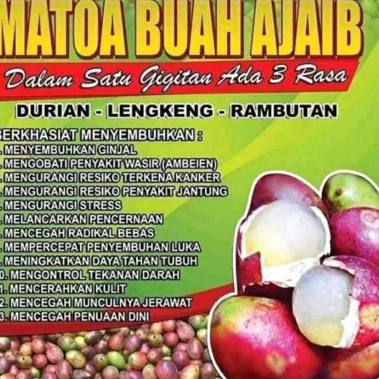 

[PRODUK KF9L8] Buah matoa 1kg 8AA