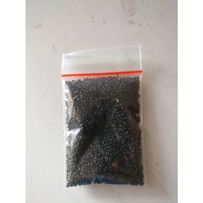 

Biji Selasih / Basil Seed 1 Kg Import Kualitas Premium Tx0565