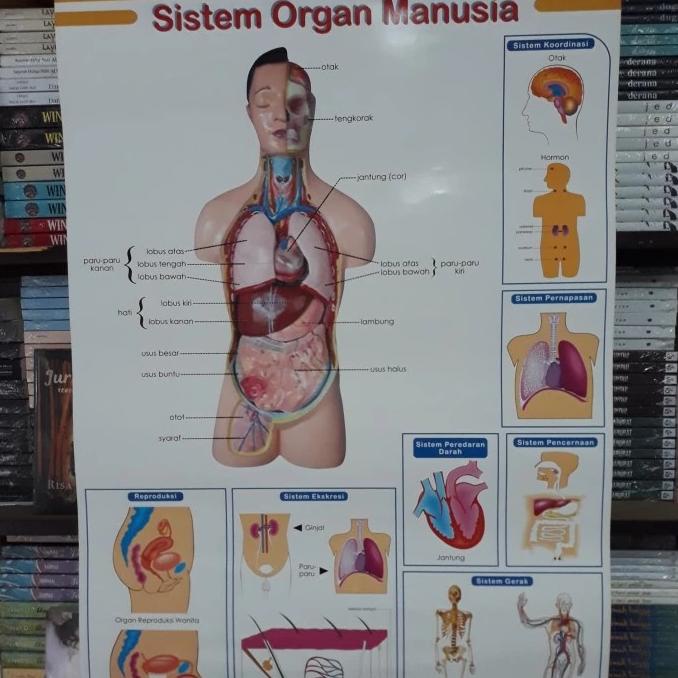 Poster organ tubuh manusia