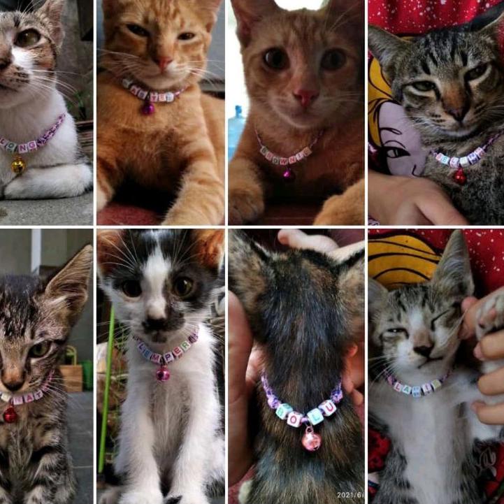 ㊩ Kalung Kucing Custom / Kalung Kucing Nama / Kalung Kucing Murah ㆆ