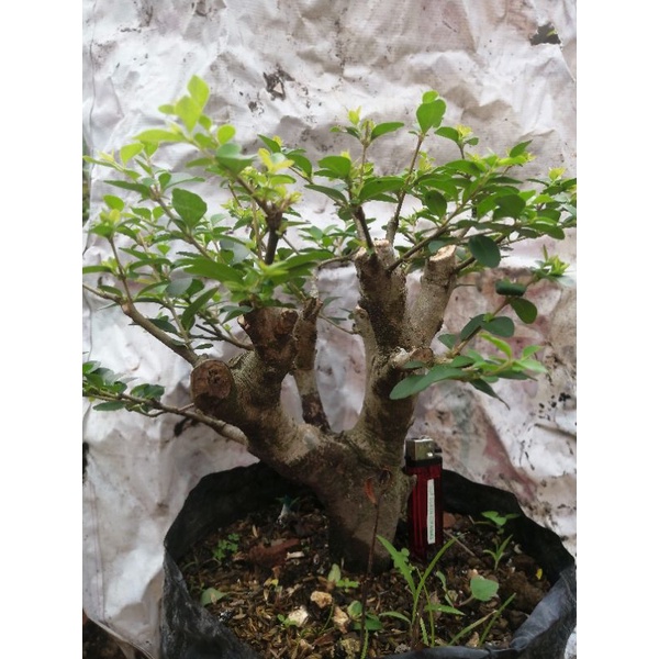 bonsai sakura lokal real pict