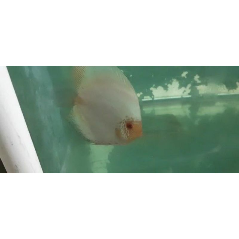 ikan Discus white Butterfly 4inc