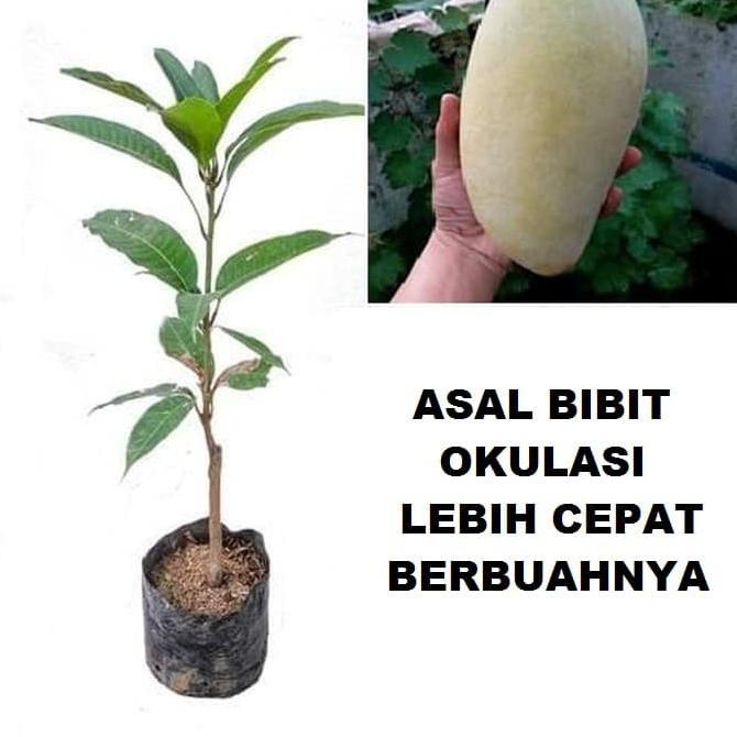 Bibit Tanaman Pohon Mangga Mahatir Mangga Mahathir Okulasi BB66
