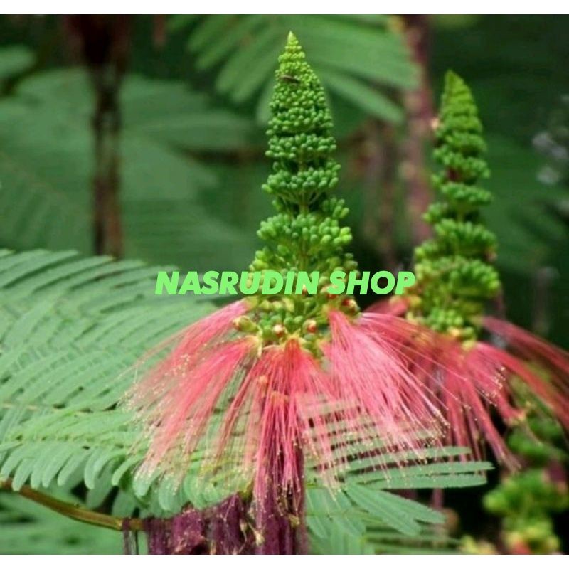 

[Fresh] BIBIT KALIANDRA PAGODA BUNGA MERAH BAHAN BONSAI/CABUTAN