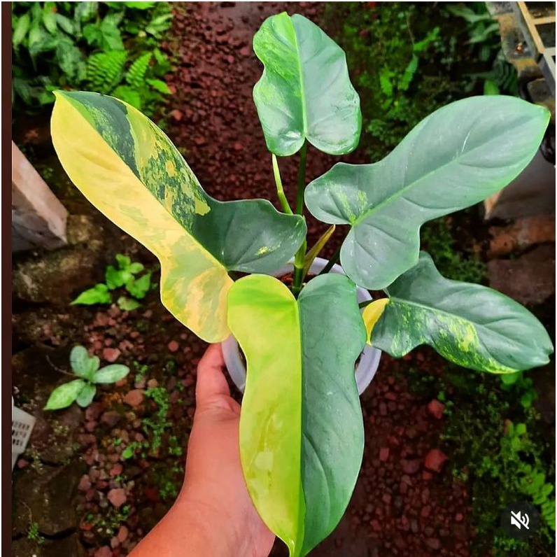 Syngonium Yellow / Tanaman Hias Yellow Variegata / Yellow Variegata