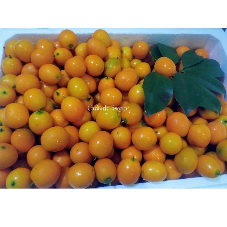 

㊛ Jeruk Kimkit Import Korea Pack ☉