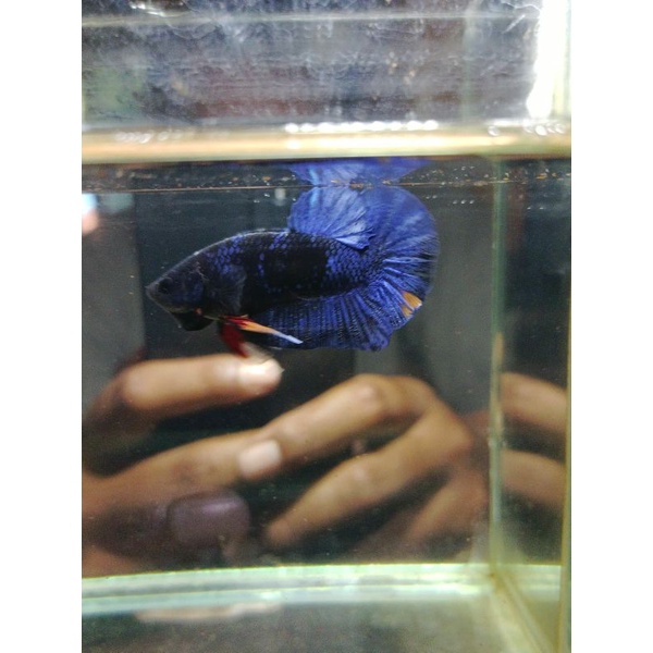 HIASAN AKUARIUM PK AVATAR GORDON NEMO 100%REALPICT (KODE MR12B)