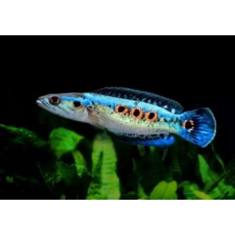 ornamen aquarium - chnna pleuro / aquascape