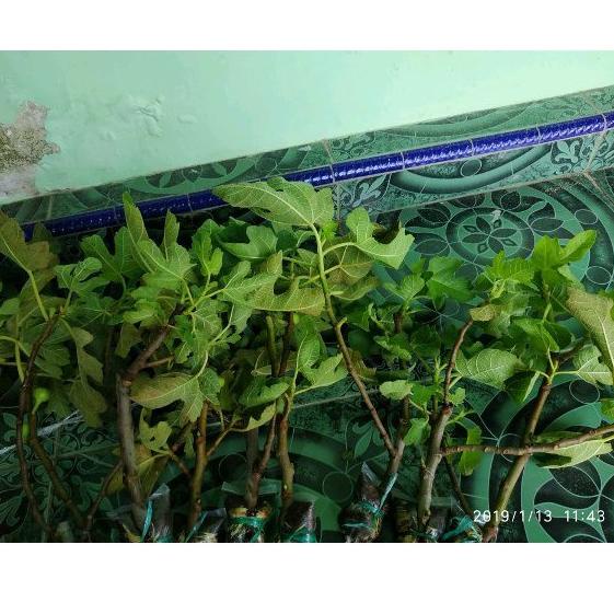 

ネ BIBIT BUAH TIN terlaris ➱