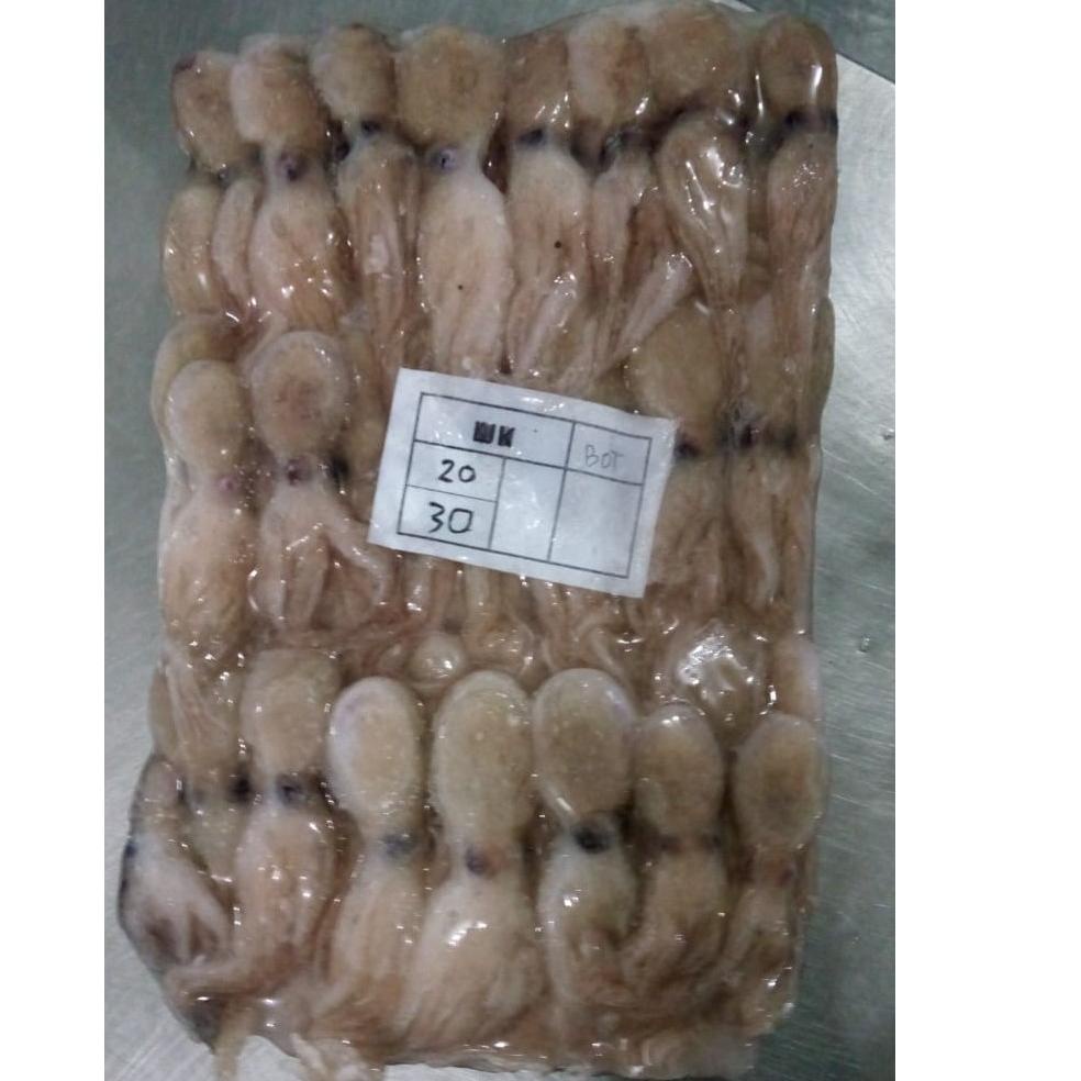 

Terbaru BABY GURITA SEGAR BEKUAN/OCTOPUS BABY FROZEN / GURITA KECIL / BABY OCTOPUS / FROZEN BABY @1KG IHQ