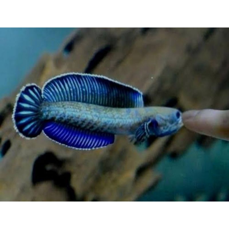 hiyasan aquarium chana andrao size 6-8cm