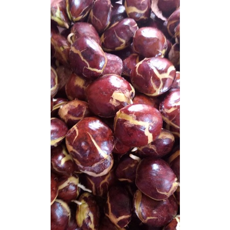 

jengkol sepi, Bewe tua 500 gram (besar & campur)