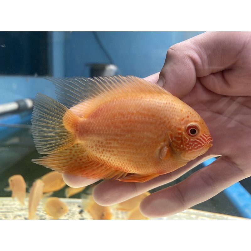 Ikan Cichlid Red Spotted Severum Rare