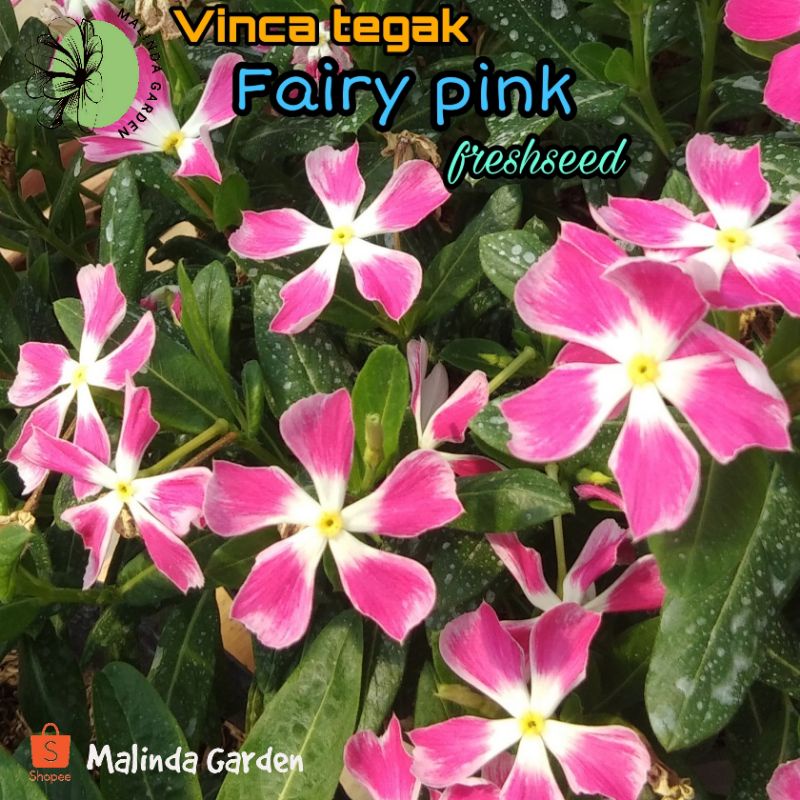 Benih vinca tegak import FAIRY PINK / vinca sultan / biji bunga tapak dara freshseed fresh seed
