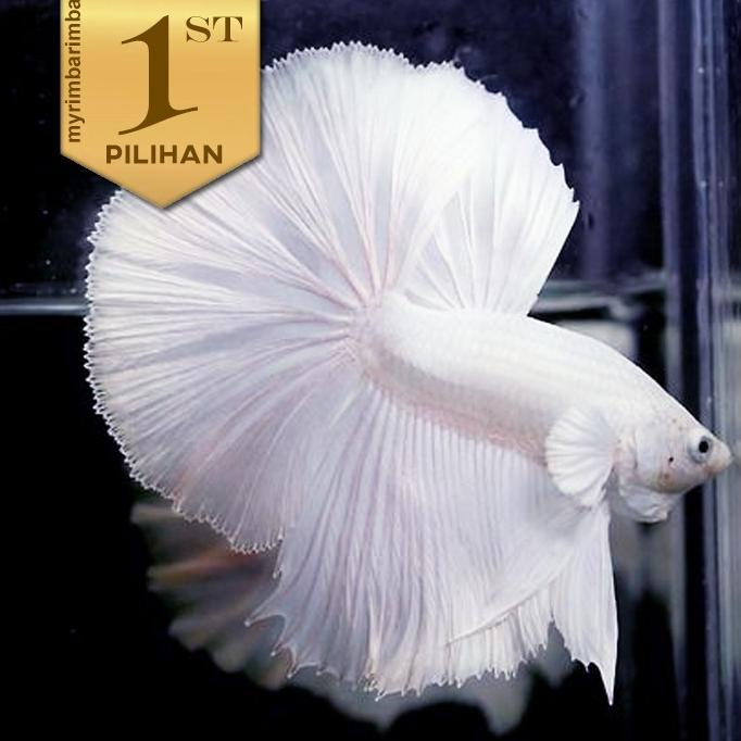 Cupang Halfmoon Full White Ikan Hias Aquascape Hiasan Aquarium