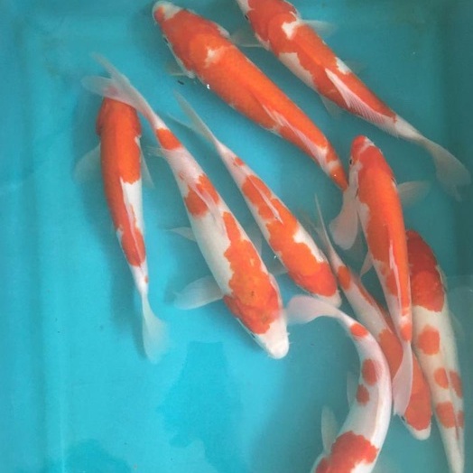 Paket Ikan Koi Blitar 21-37cm 7 Ekor