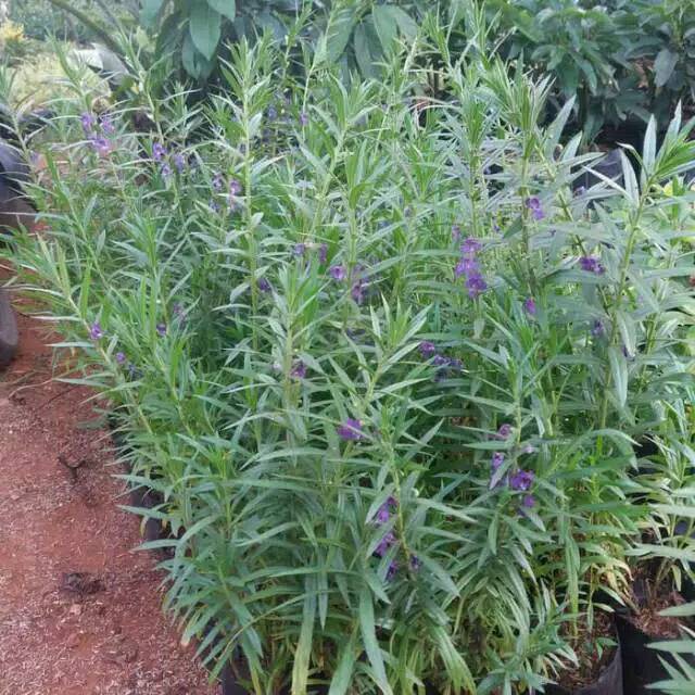 BIBIT BUNGA LAVENDER SIAP TANAM (PENGUSIR NYAMUK,) beli 5 gratis 1