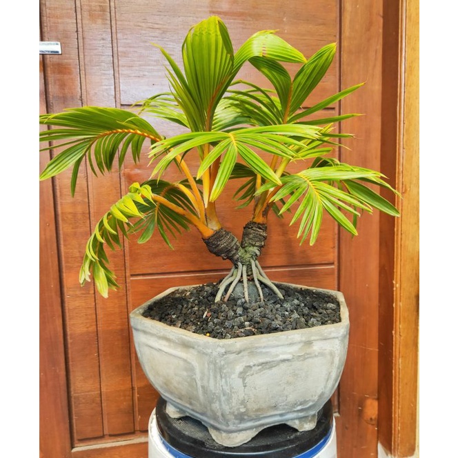 bonsai kelapa cabang 2