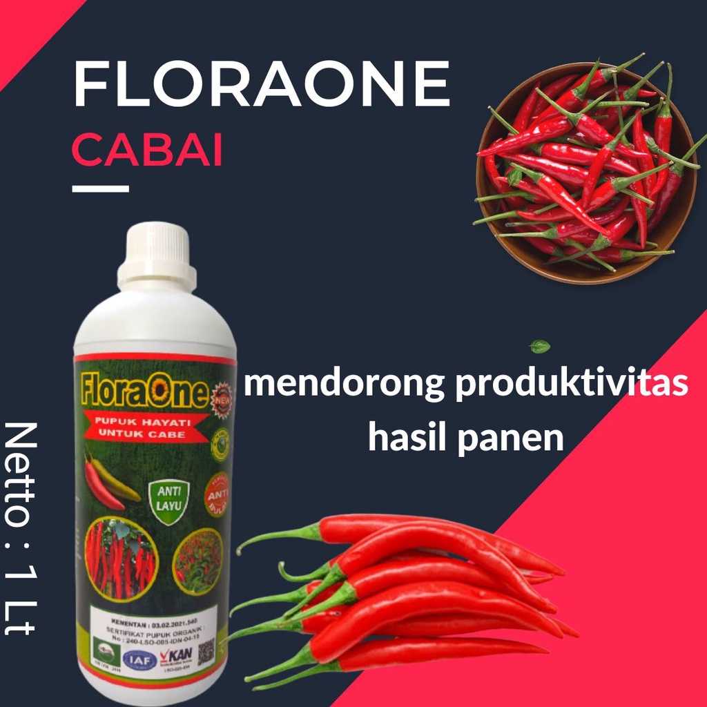 Obat Patek Cabe,Obat Jamur Patek Cabe ,Pupuk Cabe Masa Vegetatif,Floraone Cabe 1 Liter