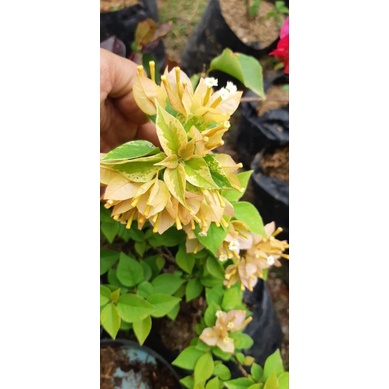 TANAMAN BOUGENVILLE KUNING SINGAPURA