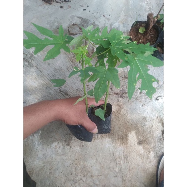 bibit pepaya california F1