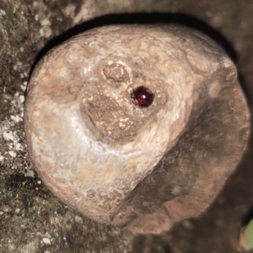 batu mustika delima merah tapa sir alam asli temuan sepuh antik pusaka pamor langka jadul kuno