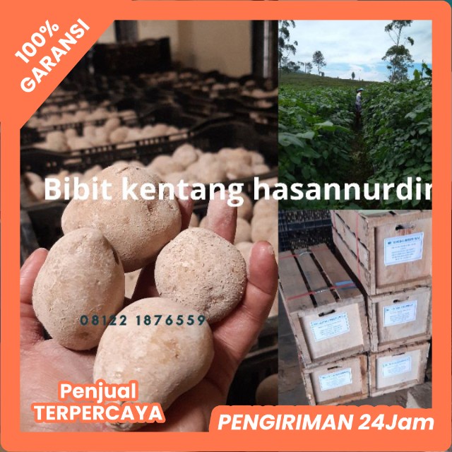 Jual Jual 25 kg bibit kentang G2 Granola L ukuran M Shopee Indonesia