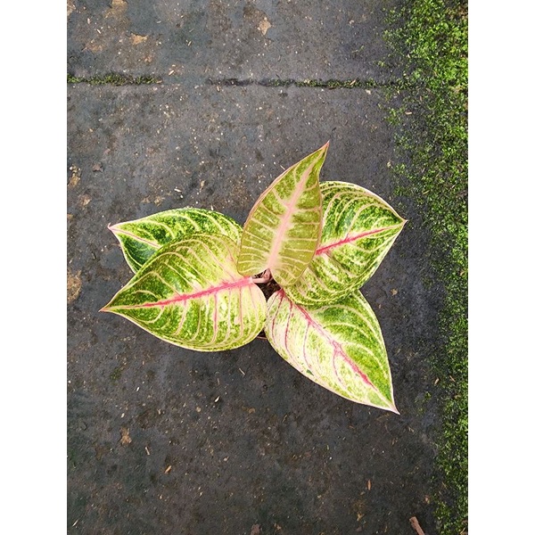 AGLONEMA MOONLIGHT