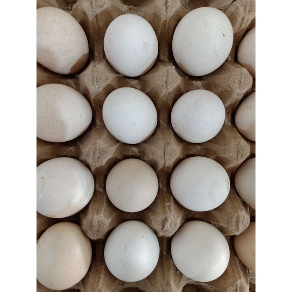 

Telur Ayam Kampung Per pcs