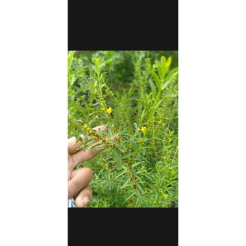 BIBIT BAHAN BONSAI SERIBU BINTANG BUNGA KUNING