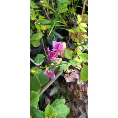 bugenvil splash vietnam