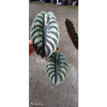 alocasia cuprea