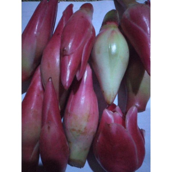 

kecombrang segar fres di jual / 1kg