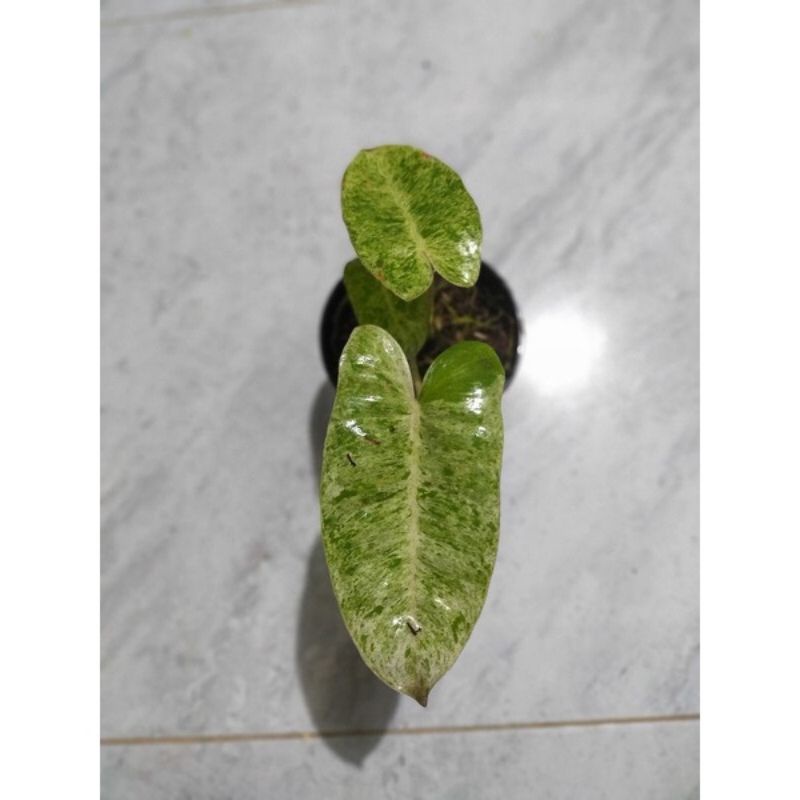 philodendron burle marx mint variegata