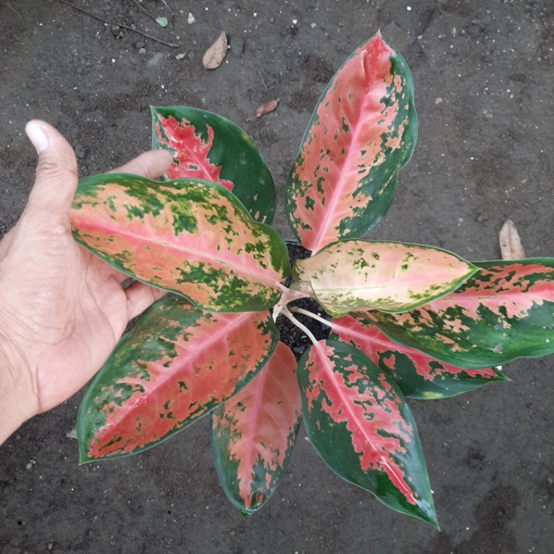 Aglonema Kochin Tembaga merah (real pict)