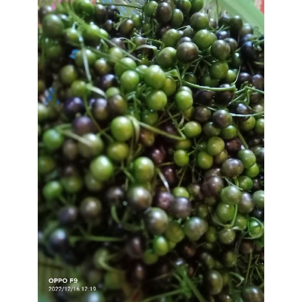 

leunca lalapan sayuran lenca segar 1kg