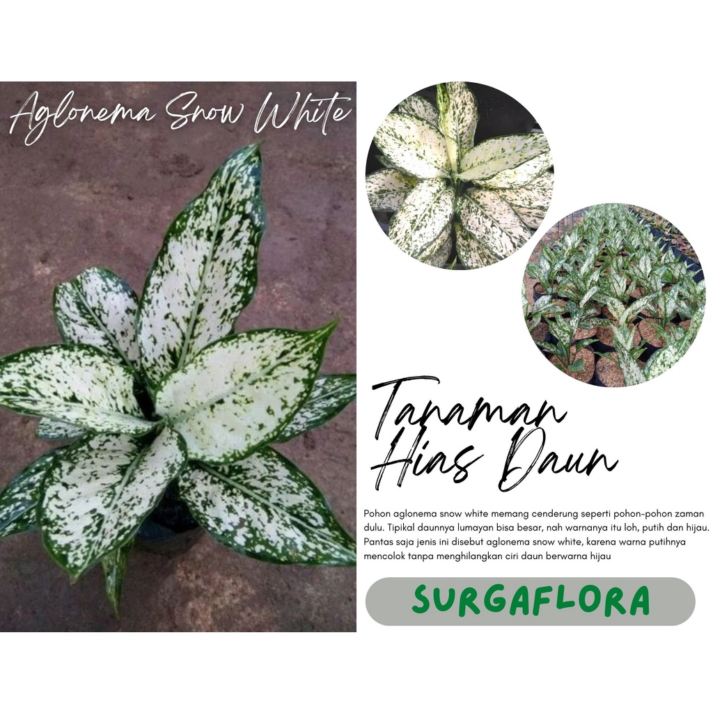 Tanaman Hias aglonema snow white - aglaonema Putih - Tanaman Hidup-Bunga Hidup