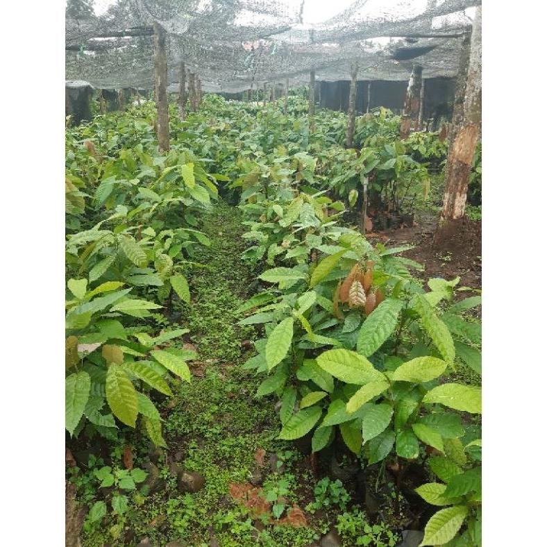 Recomend Benih Kakao Hibrida/Benih Coklat (1 Pack) ,,