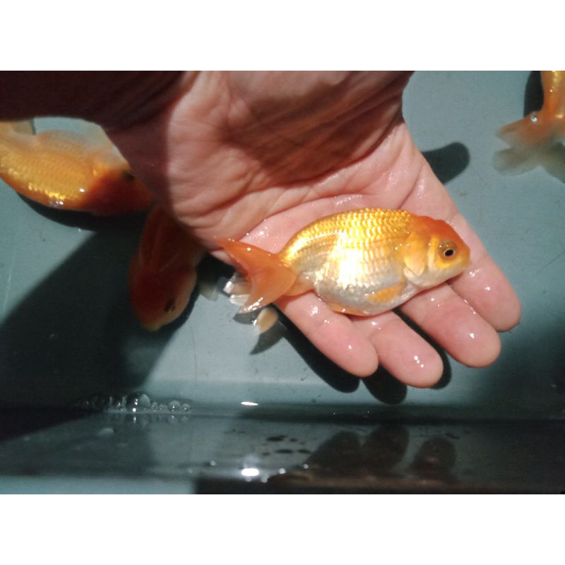 

Ikan koki lionchu *PROMOSI