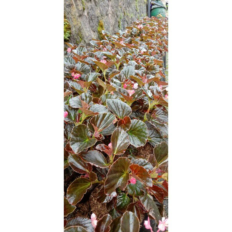 begonia mawar merah