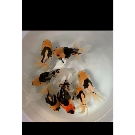 Koki oranda panda Cantik lucu