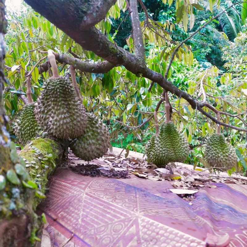 Bibit Durian Montong Tinggi 1 Meter Batang Besar Siap berbuah