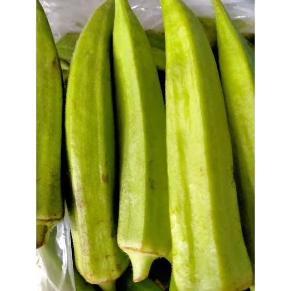 

sayur OKRA hijau segar fress 1kg