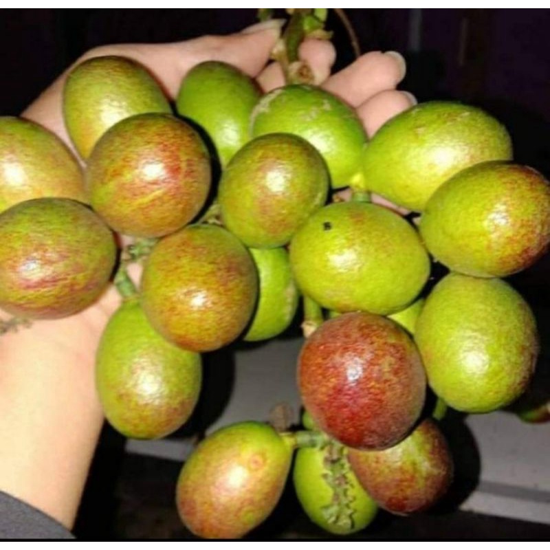 bibit buah matoa hasil cangkok cepat berbuah