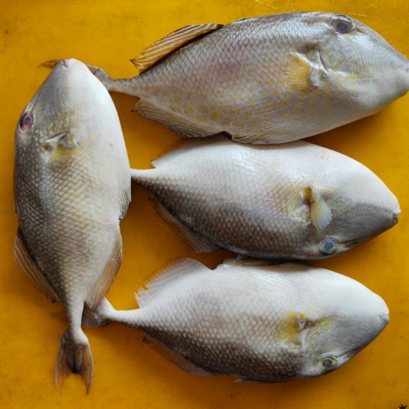 

Ikan Ayam Ayam Ikan Segar Fresh Bergaransi 1Kg