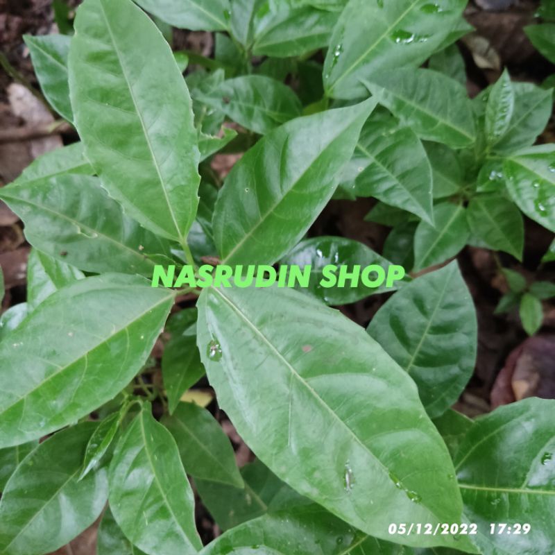 

[Fresh] BIBIT MARKISA 2 POHON JENIS CAMPUR BIBIT BUAH MARKISA CABUTAN