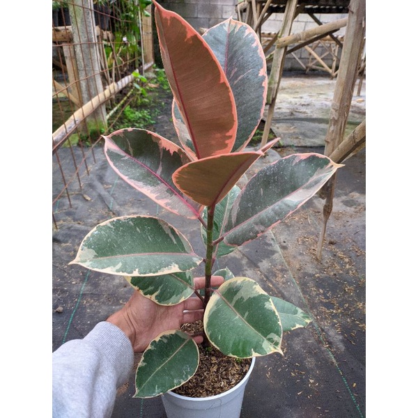 tanaman ficus elastica red Ruby/ tanaman karet kebo