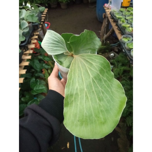 platycerium elephantotis spora