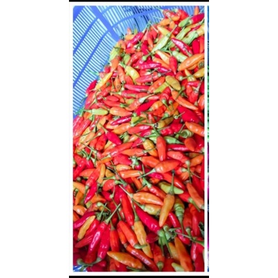 

CABE CANGAK SUPER